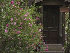 -鹅湖玫瑰文化园
