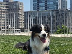 -百好乐宠物友好餐厅(朝外大街店)