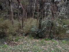 -苏州上方山国家森林公园