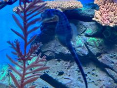 -上海海洋水族馆