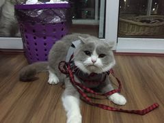 -荣耀金沙动物医院(清江西路店)