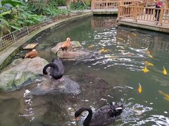 -南宫五洲植物乐园