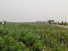 -空港花田景区