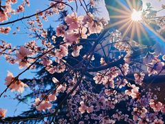 -桃花堤公园