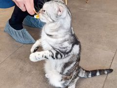 -飞行喵MR PILOT|猫舍·猫咖(静安大融城店)