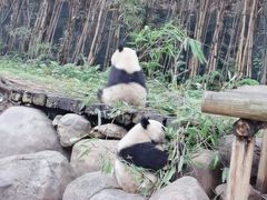 -广州长隆野生动物世界