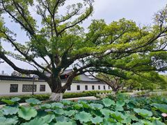 -江心屿景区