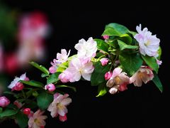 -海棠花溪(元大都城垣遗址公园)