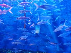 -成都浩海立方海洋公园