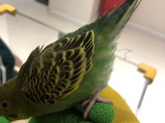 -怪兽屋·羊驼·猫咖·狗咖(俊华广场店)