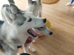 -Husky Go! 哈士奇体验馆·宠物咖啡厅狗咖
