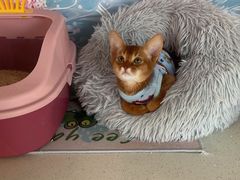 -糯米喵星人总部直营旗舰店·猫舍·幼猫出售