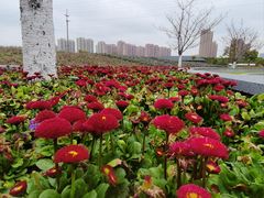 -菊园百果园