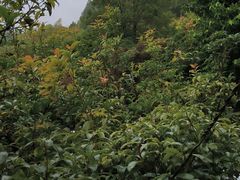 -故乡缘·香格里拉山庄(冷竹路店)