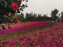 -荷兰花海