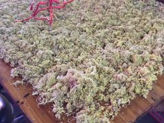 门口-沙湾姜埋奶(兴新包店)