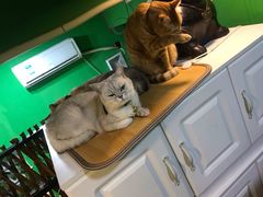 -李小姐の猫咖啡馆(五角场店)