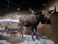 -陕西自然博物馆