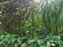 -海南热带野生动植物园