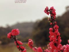 -南国桃园旅游度假区