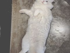 -瞄一喵猫咖(格力海岸店)