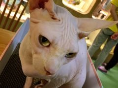 -藦茜花园宠物主题亲子互动体验馆(国顺东路店)