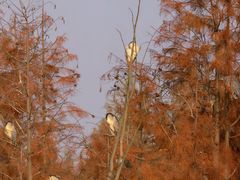 -白鹭湾湿地公园