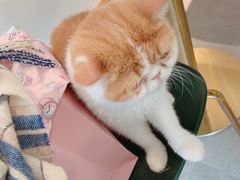 -飞行喵MR PILOT|猫舍·猫咖(静安大融城店)