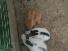 -万源龙顺度假庄园生态观光园