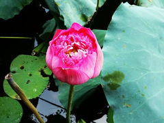 android_upload_pic-荷香居(洞企石路店)