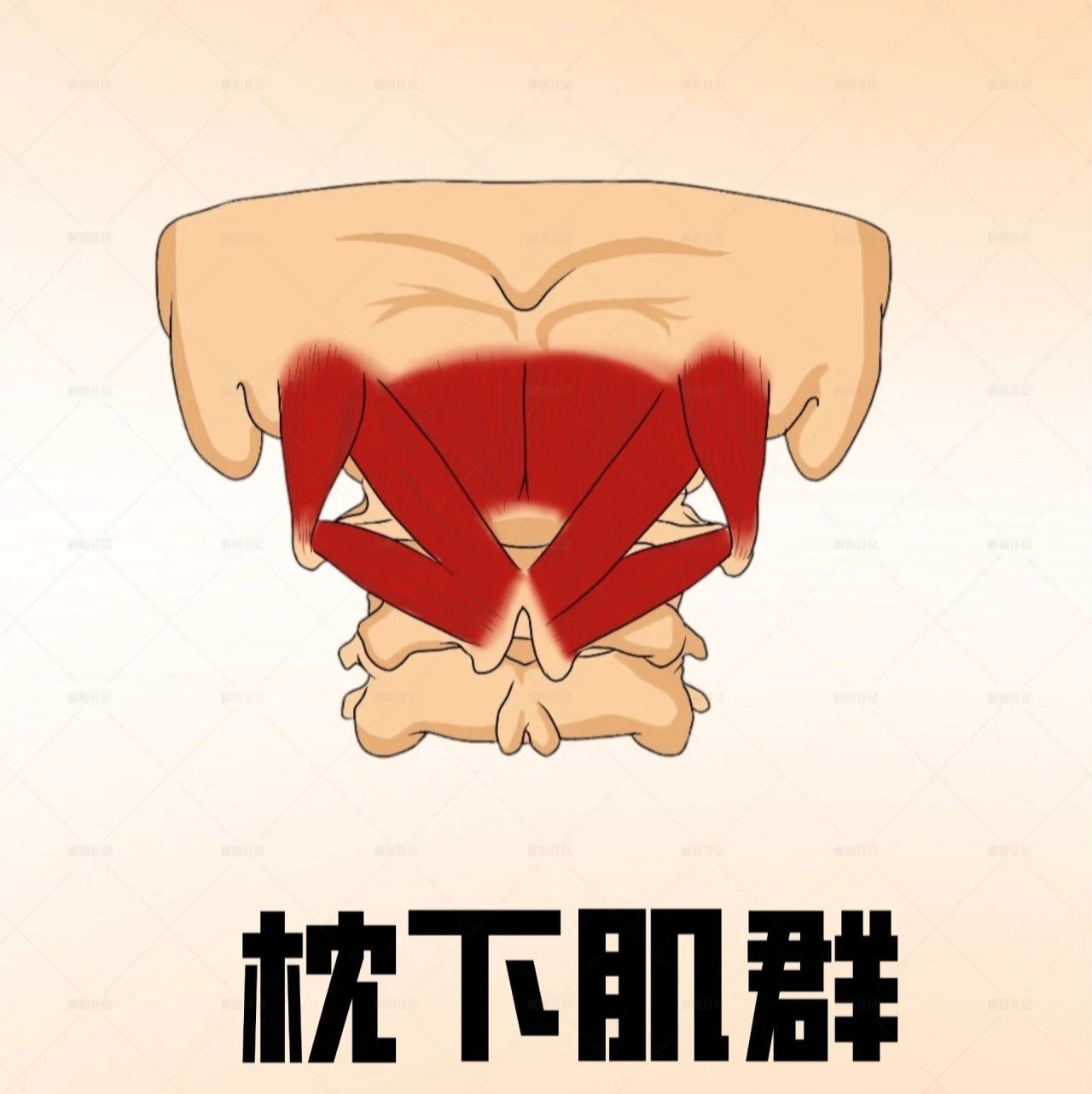 拉伸科普|枕下肌群
