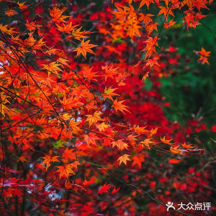 莫干山的深秋,迷人色彩惹人醉