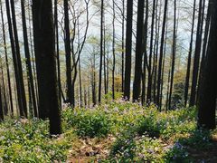 -莫干山风景区