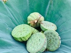 -洪湖生态旅游区