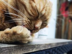 -喵屿·大理花园猫咖