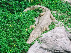 -清迈夜间动物园