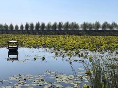 -呼兰河口湿地公园