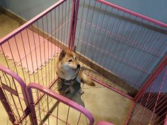 -汪说·狗咖(旺城大厦店)