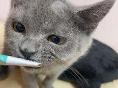 -猫咪派对(江南西店)