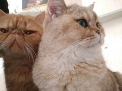 -飞行喵MR PILOT|猫舍·猫咖(静安大融城店)