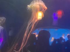 -太平洋海底世界