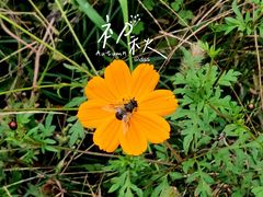 -千年银杏谷文化旅游区