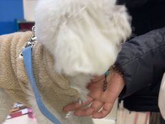 -全心全意连锁动物医院·微创中心·内科急重症·心脏专科(丰管路店)