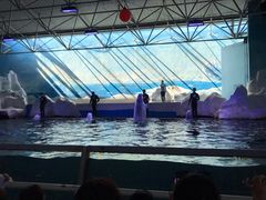 -秦皇岛乐岛海洋王国