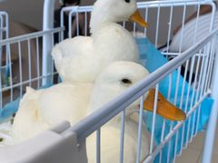 -怪兽屋·羊驼·猫咖·狗咖(俊华广场店)