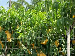 -老袁家蜜桃农场·阳山水蜜桃