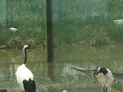 -盐城丹顶鹤湿地生态旅游区