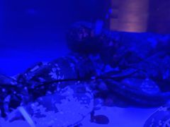 Lobster-皇朝会.经典传统粤菜(外滩店)