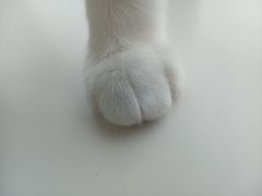 -怪兽屋·羊驼·猫咖·狗咖(俊华广场店)