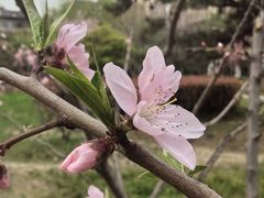 -木塔寺遗址生态公园